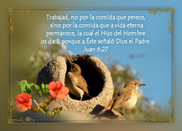 Versiculos Biblicos Aves