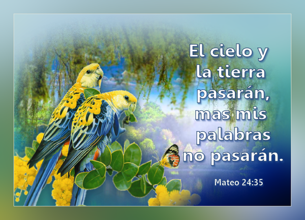 Versiculos Biblicos Aves