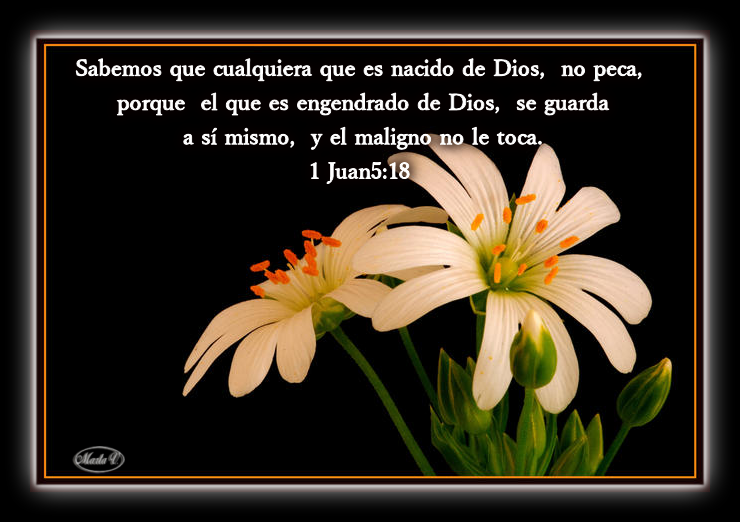 De Flores Con Versiculos Biblicos Imagenes Cristianas De Rosas